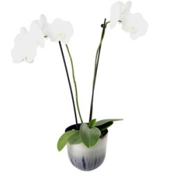 KopCup mellem stabelskl