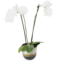 KopCup mellem stabelskl