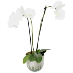 KopCup mellem stabelskl