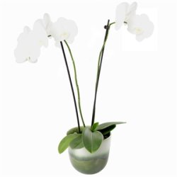 KopCup mellem stabelskl