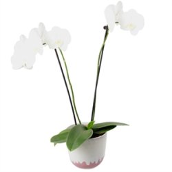 KopCup mellem stabelskl