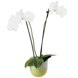 KopCup mellem stabelskl