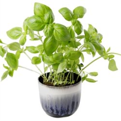 KopCup lille stabelskl