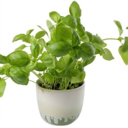 KopCup lille stabelskl